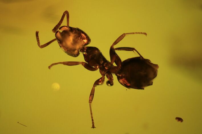 Detailed Fossil Ant (Formicidae) In Baltic Amber #102755